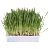 Trixie Katzengras Schale 100g