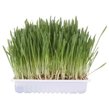 Trixie Katzengras Schale 100g