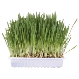 Trixie Katzengras Schale 100g