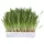 Trixie Katzengras Schale 100g