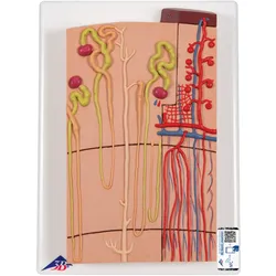 Nephron Modell mit Blutgefäßen, 120-fache Größe - 3B Smart Anatomy