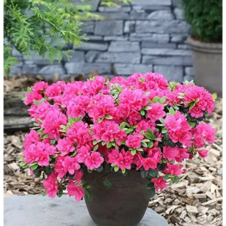 Japanische Azalee Canzonetta 15-20cm - Rhododendron obtusum - Zwerg Alpenrose - lebende Gartenpflanze aus den Baumschulen