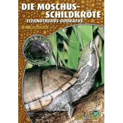 Die Moschusschildkröte