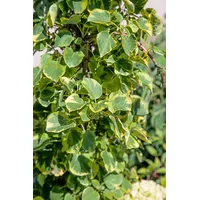 Pflanzen Für Dich Hydrangea petiolaris 'Miranda', Kletterhortensie, gelb-grün, 60–80