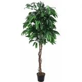 Europalms Dschungelbaum Mango, 180cm