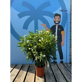sunny-tree Sunny Tree - Pflanze - Oleander - Nerium Oleander - Farbe Weiß 100-120 cm - für draußen Immergrün im Winter Mediterrane Pflanze