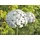 paulslandhaus Gartenstecker Allium 16 cm x 111 cm Weiß
