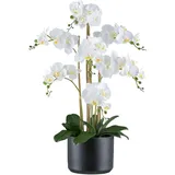 Creativ green Kunstorchidee »Orchidee Phalaenopsis«, mit Keramiktopf in matter Farbgebung weiß