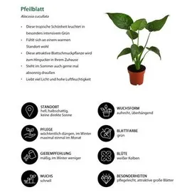 Blumen-Senf Pfeilblatt - Alocasia cucullata, Grün