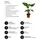 Blumen-Senf Pfeilblatt - Alocasia cucullata, Grün