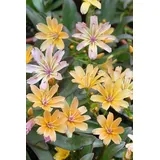 PlantaPro Lewisia longipetala 'Little Peach' Pflanze
