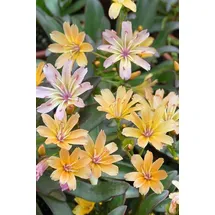 PlantaPro Lewisia longipetala 'Little Peach' Pflanze