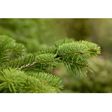 Pflanzen Für Dich Abies nordmanniana, Nordmanntanne, 80–100 cm