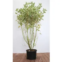 Pflanzen Für Dich Cornus alba 'Elegantissima', Weißer Hartriegel, 100–125