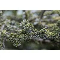 Pflanzen-für-dich.de Abies koreana Kohouts Icebreaker' ® Tanne 40–50 cm