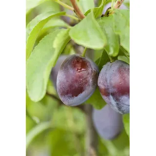 Pflanzen Für Dich Prunus domestica 'Stanley', Pflaume, süß, 150–200 cm