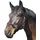 ELDORADO Pferde-Halfter Standard Schwarz Warmblut