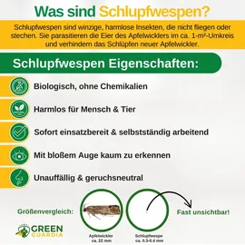 green guardia Schlupfwespen gegen Apfelwickler Pheromonfalle 3 Karten