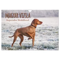 Calvendo Magyar Vizsla - Ungarischer Vorstehhund (Wandkalender 2026 DIN