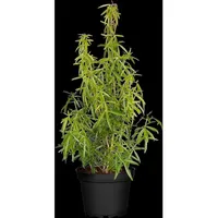 Pflanzen Für Dich Choisya ternata 'Aztec Pearl', Orangenblume, weiß,