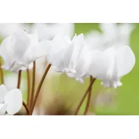 Pflanzen Für Dich Cyclamen hederifolium 'Album', Alpenveilchen, weiß, ca.
