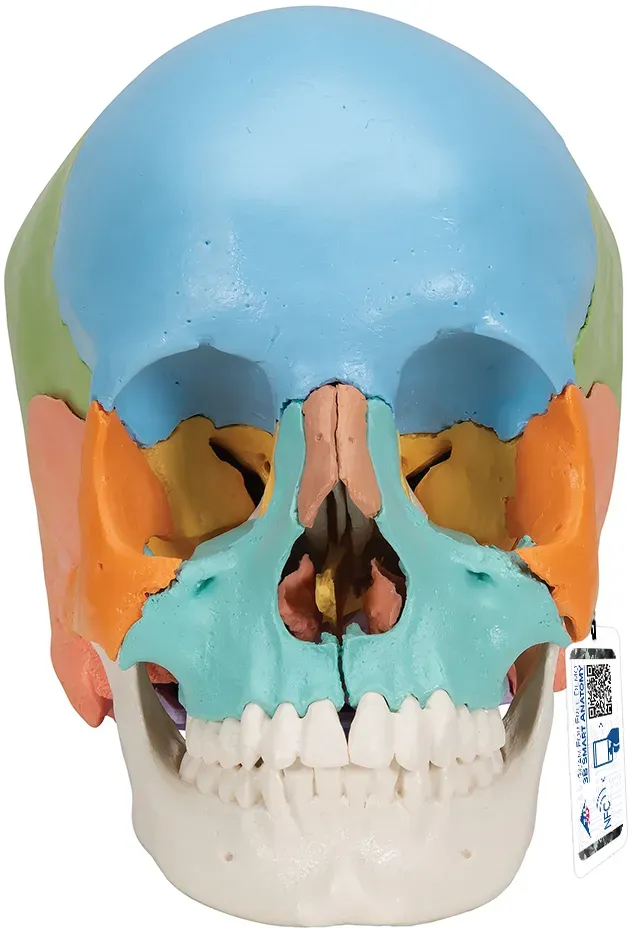 3B Scientific® Steckschädel Modell, didaktische Farben, in 22 Knochen zerlegbar ...