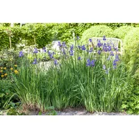 Pflanzen Für Dich Iris setosa, Sibirische Schwertlilie, blauviolett, ca.