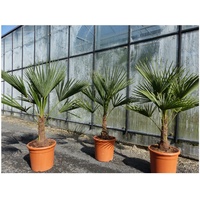 gruenwaren jakubik L Palme 100-120 cm Trachycarpus fortunei, Hanfpalme, winterhart + robust bis -18°C