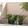 Dehner Hibiskus Maike, - Garten-Eibisch
