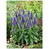 Pflanzen Für Dich Veronica spicata 'Ulster Dwarf Blue', Ähriger