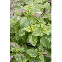 Pflanzen Für Dich Calamintha grandiflora 'Variegata', Bergminze, ca. 9x9