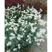 Pflanzen Für Dich Cerastium biebersteinii Silberteppich Silbrig-Grau Ca. 9x9 cm Topf