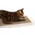 LucyBalu SCRATCHPAPER Katzen Kratzpappe weiß