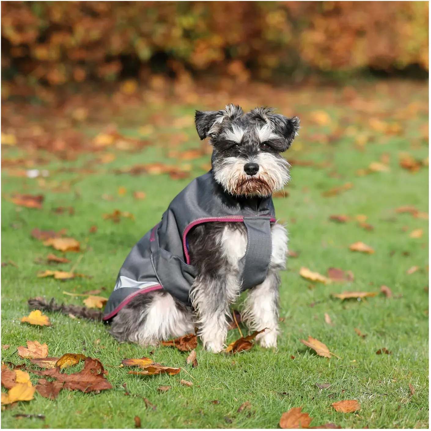 bucas Hundemantel Dog Rug Freedom 50 g smoke grey 60 cm
