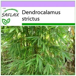SAFLAX - Kalkutta-Bambus - 50 Samen - Dendrocalamus strictus