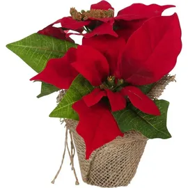 Bambelaa! Weihnachtsstern rot 3 Stück