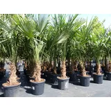 grünwaren XXL Palme winterhart 180 - 190 cm Trachycarpus fortunei, Hanfpalme,