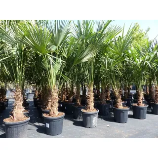 gruenwaren jakubik XXL Palme winterhart 180 - 190 cm Trachycarpus fortunei, Hanfpalme,