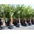 gruenwaren jakubik XXL Palme winterhart 180 - 190 cm Trachycarpus fortunei, Hanfpalme,