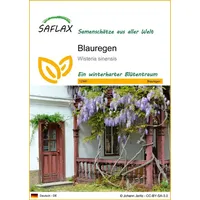 SAFLAX - Blauregen - 4 Samen - Wisteria sinensis