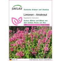 SAFLAX - - - Agastache mexicana