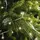Lumineo LED-Lichterkette 240 LED 18 m transparent warmweiß