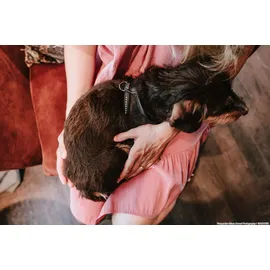 Hunter Geschirr Round & Soft Canadian Up XS-S schwarz