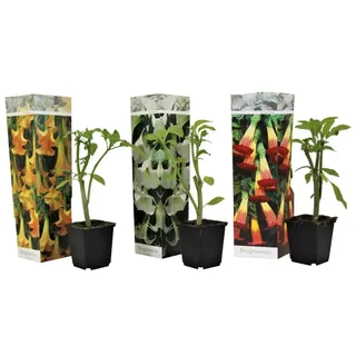 Plant in a Box - Brugmansia - Höhe 25-40cm