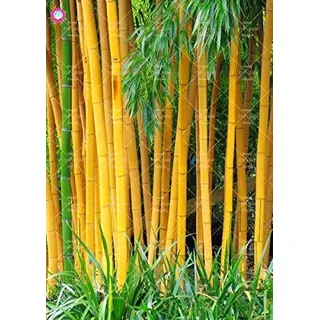 Shopmeeko 20 STÜCKE Bambus pflanze Frische riesigen schwarzen moso bambus bambu pflanze Bambusa Lako baum pflanze mehrjährige pflanze für hausgarten: 3