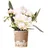 EXOTENHERZ Zimmerpflanze Weiße Phalaenopsis Orchidee - Nazaré - Topfgröße 9cm