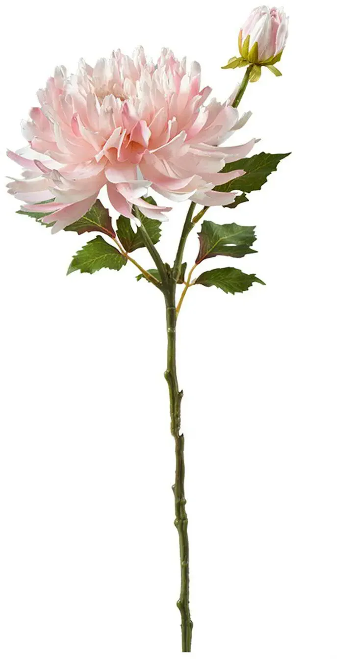 Dahlie 54cm weiß/pink