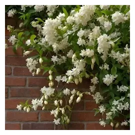 Plant in a Box - Trachelospermum jasminoides 2er set Höhe 110-120cm