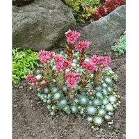 Pflanzen Für Dich Sempervivum arachnoideum Rheinkiesel Spinnweb-Hauswurz, ca. 9x9
