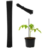 Relaxdays Pflanzstäbe 30 x 0,5 cm 100er Set schwarz
